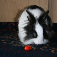 Photo de profil de Chichi