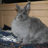 Photo de profil de Grigri