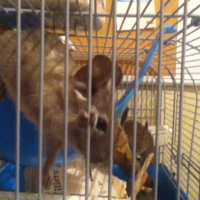 Photo de profil de Cléo