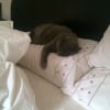 Photo de Rosalie