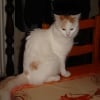 Photo de Poutssy, Turc de Van
