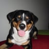 Photo de Dino, Bouvier d'Appenzell