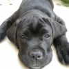 Photo de Fanga, Cane Corso