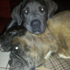 Photo de Kylha, Cane Corso