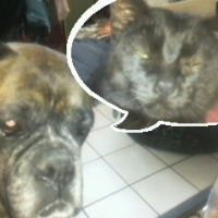 Photo de profil de Batman