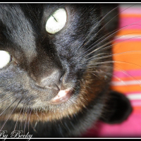 Photo de profil de Moon