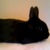 Photo de Diamond