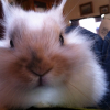 Photo de Caramel