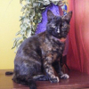 Photo de Zara 