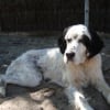 Photo de Tom, Setter Anglais
