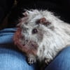 Photo de Chouchou