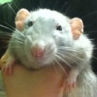 Photo de profil de Louna 