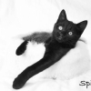 Photo de Spiro