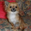 Photo de Goliath