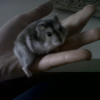 Photo de Dumbeldor  