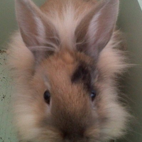 Photo de profil de Nougat