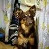 Photo de Caramel