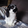 Photo de Filou