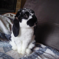 Photo de profil de Filou