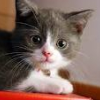 Photo de profil de Sadia