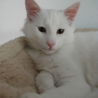 Photo de profil de Heliuù