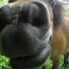 Photo de Unidee de linkey