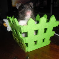Photo de profil de Panda 