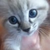 Photo de Minnie, Siamois