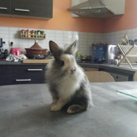Photo de profil de Diabolo