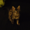 Photo de Kiara
