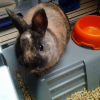 Photo de Bandit