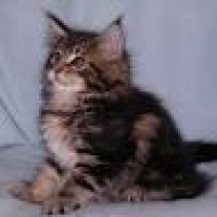 Photo de profil de Louna