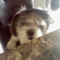 Photo de profil de Chicko
