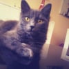 Photo de Luna, Bleu Russe
