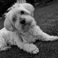 Photo de profil de Oscar