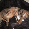Photo de Kit-kat