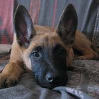 Photo de profil de Hades