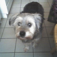 Photo de profil de Lassie 