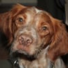 Photo de Chipie, Epagneul Breton