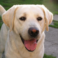 Photo de profil de Woof