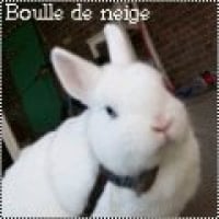 Photo de profil de Boule de neige