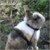 Photo de Badaboum