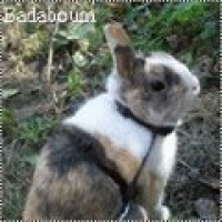 Photo de profil de Badaboum