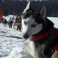 Photo de profil de Forka- laika 