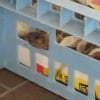 Photo de Cookies, Tortue