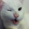 Photo de Snowball
