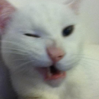 Photo de profil de Snowball