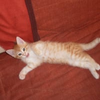 Photo de profil de Ti-cha