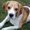 Photo de Benjy, Beagle