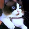 Photo de Figolu, Ragdoll